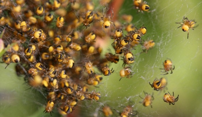 Grupo de aranhas