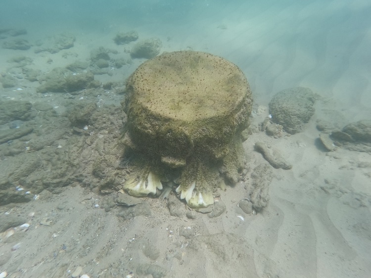 Carga de mármore do Império Romano