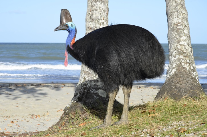 Casuar na praia