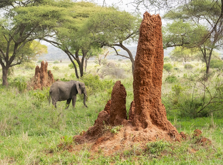 Grandes cupinzeiros na África