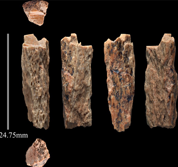 Fragmentos de ossos de um híbrido entre denisovano e neandertal