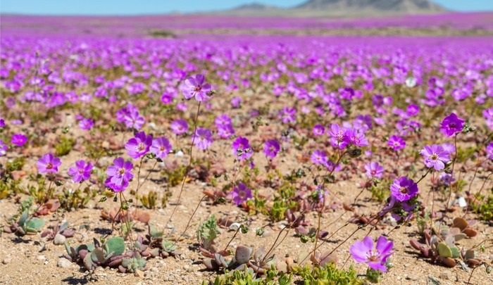 Florescimento no Deserto de Atacama