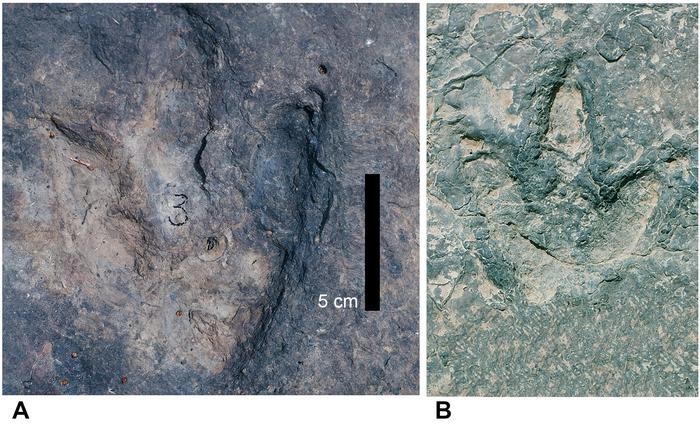 Pegadas de dinossauro em Camarões