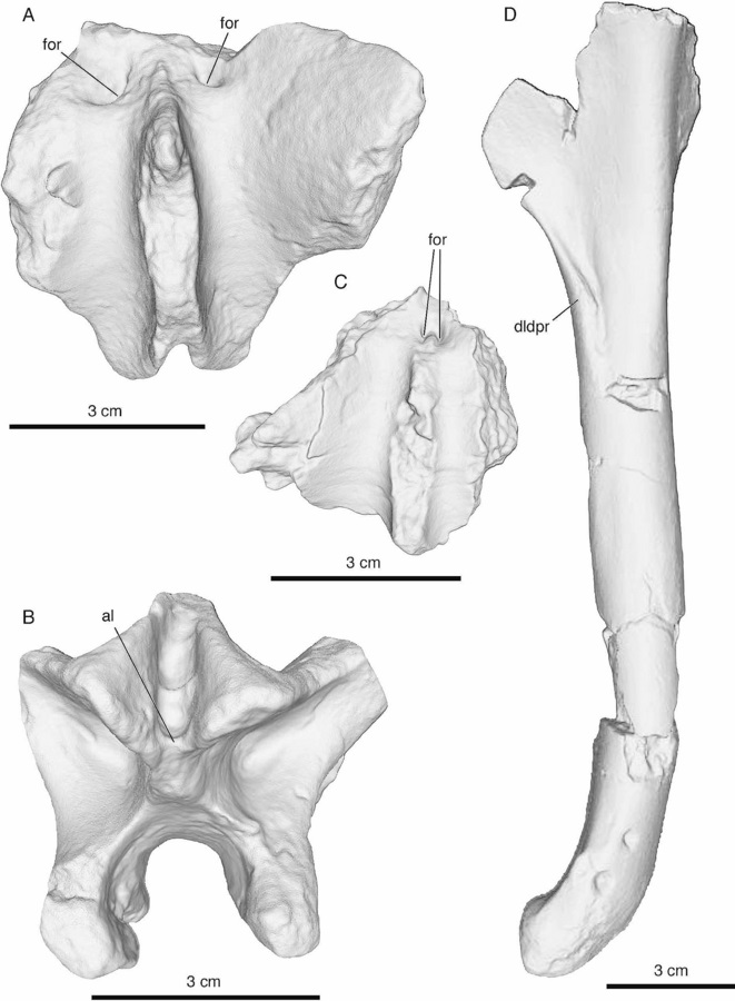 Ossos do Diuqin lechiguanae