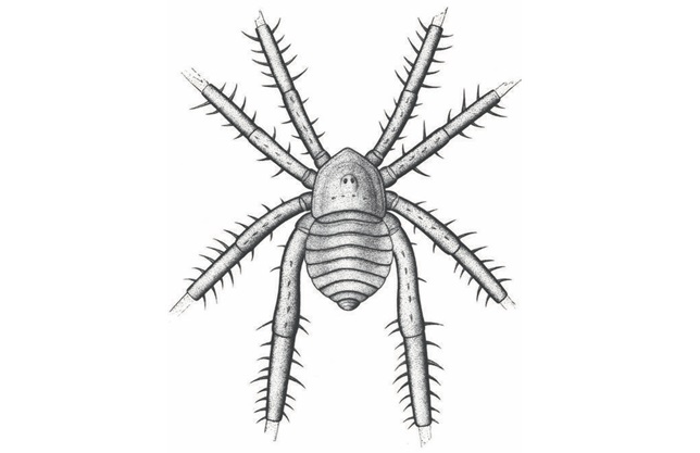 Ilustração da Douglassarachne acanthopoda