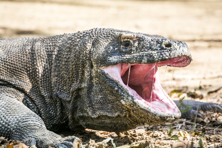 Dragão-de-komodo