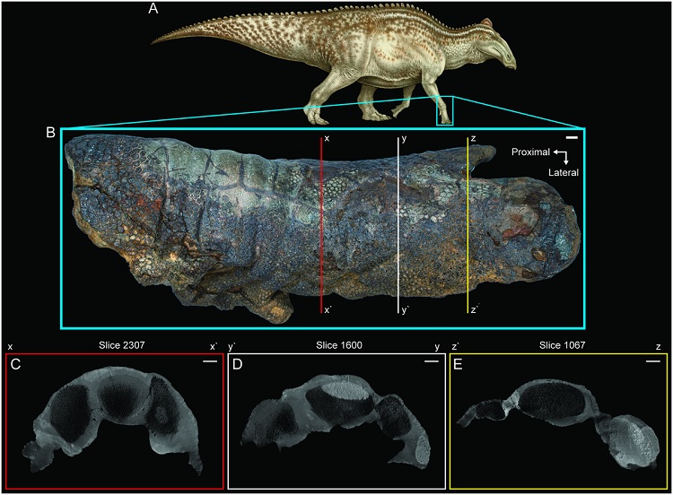 Fóssil de Edmontosaurus