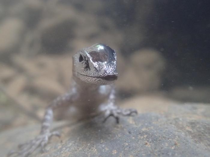 Lagarto anole