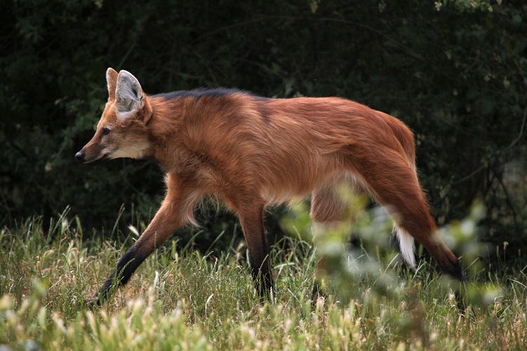 Lobo-guará 