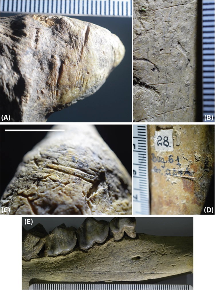 Ossos com marcas feitas por hominídeos