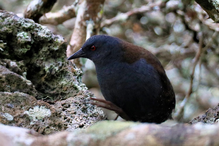 Pachay de Galápagos