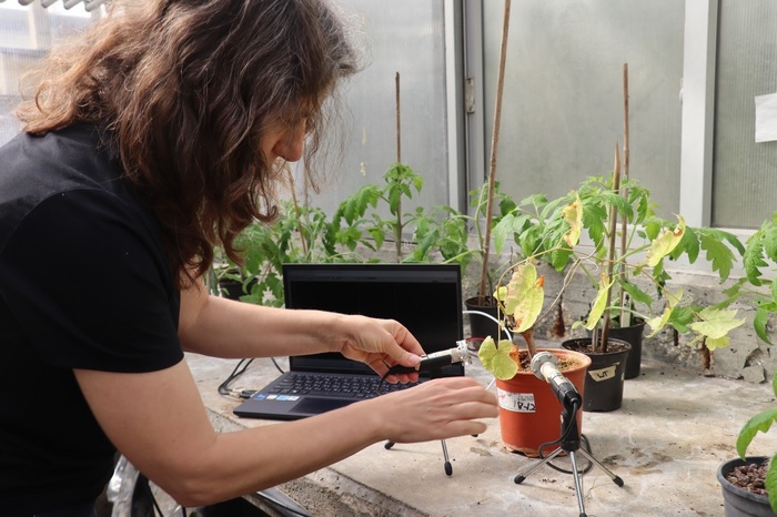 Lilach Hadany gravou os sons das plantas