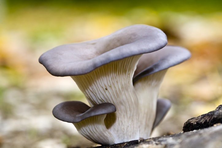  Fungo Pleurotus ostreatus