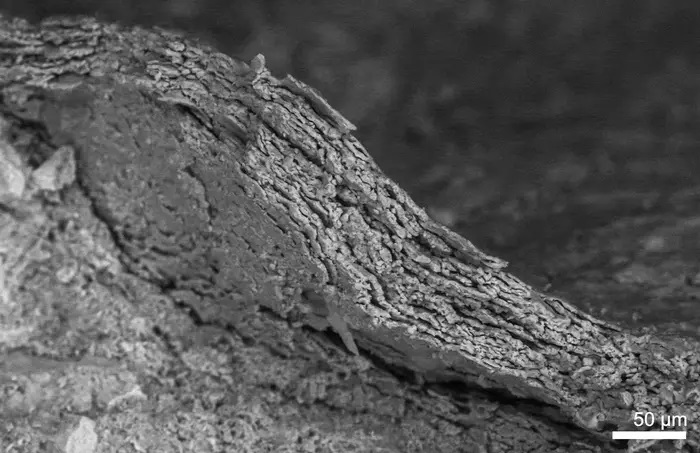 Pele fossilizada vista por um microscópio 