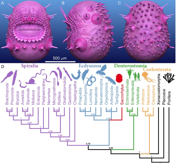 Reprodução artística do Saccorhytus coronarius, possivelmente um parente próximo dos organismos recém-descobertos.