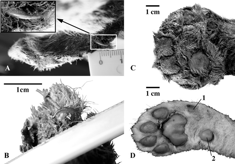 Comparação da pata de um Homotherium latidens com a de um leão