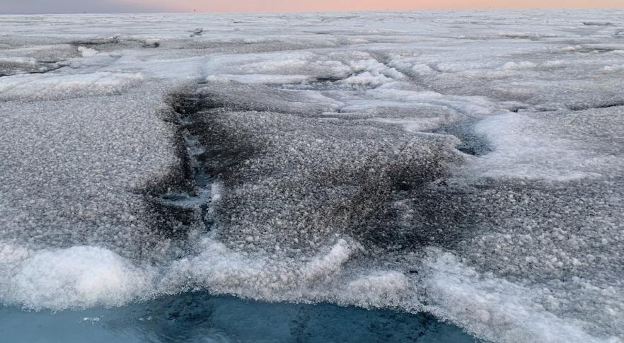 Algas no gelo da Groenlândia