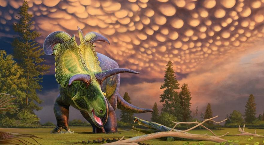 Lokiceratops rangiformis