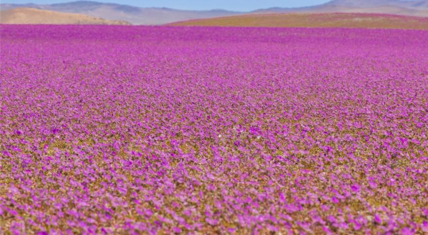 Flores no deserto do Atacama