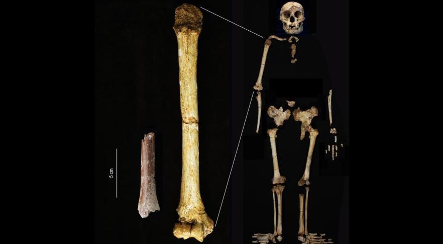 Fósseis de Homo floresiensis