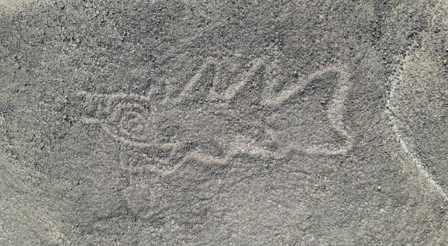 Nova figura descoberta nas Linhas de Nazca