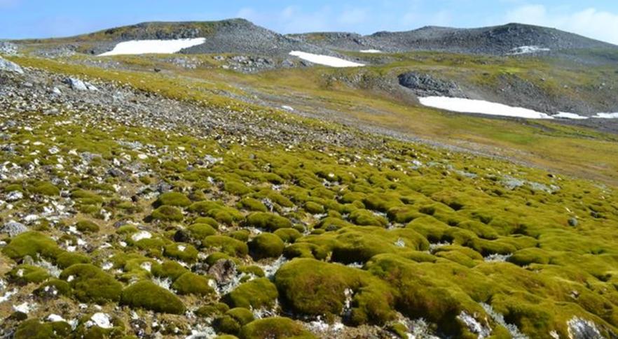 Vegetação na Península Antártica