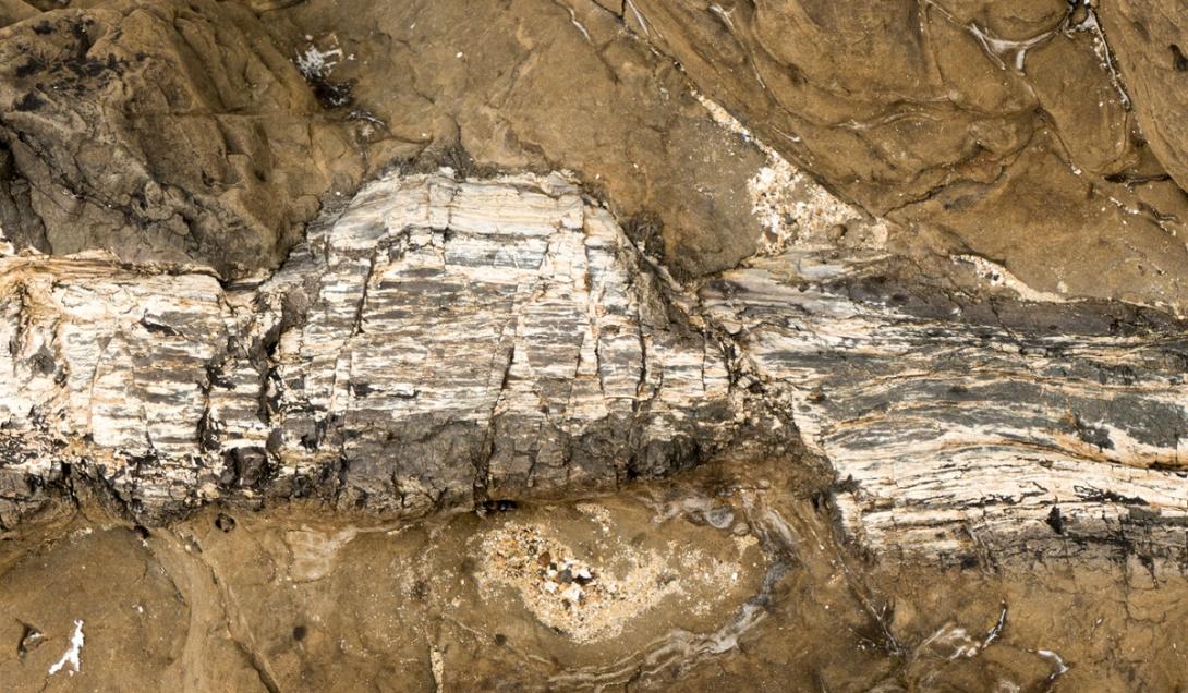 Floresta fossilizada "congelada no tempo" há 290 milhões de anos é encontrada no Paraná-0