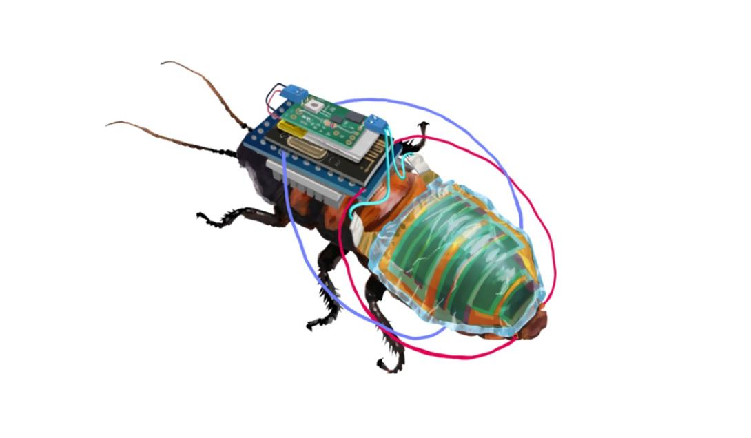 Cientistas criam barata-ciborgue com controle remoto e bateria recarregável-0