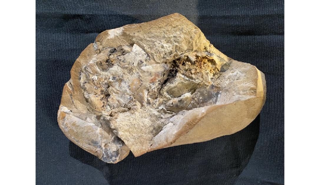 Coração fossilizado de 380 milhões de anos é encontrado bem preservado na Austrália-0