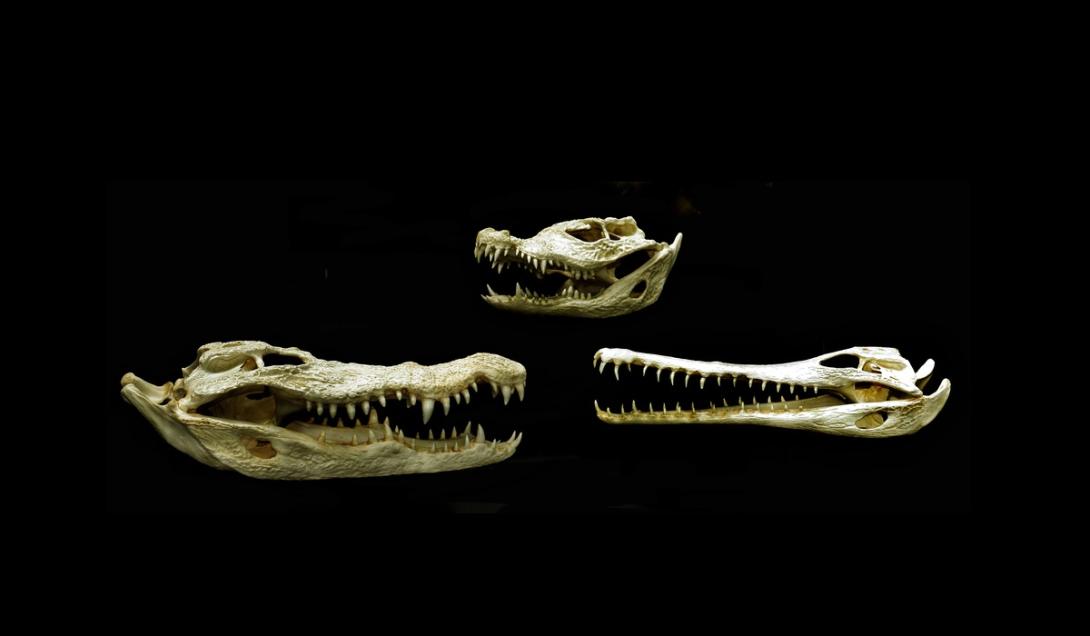 Descoberta de crânios de crocodilo em tumbas de nobres do Egito intriga pesquisadores-0