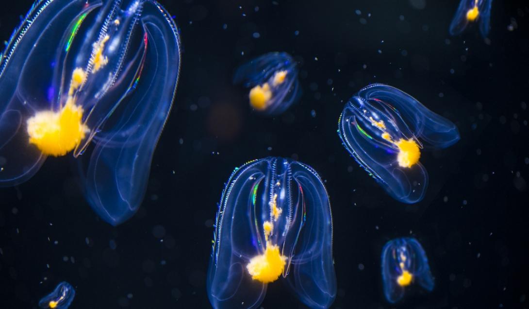 Fim do mistério: cientistas descobrem qual foi o primeiro animal da Terra-0