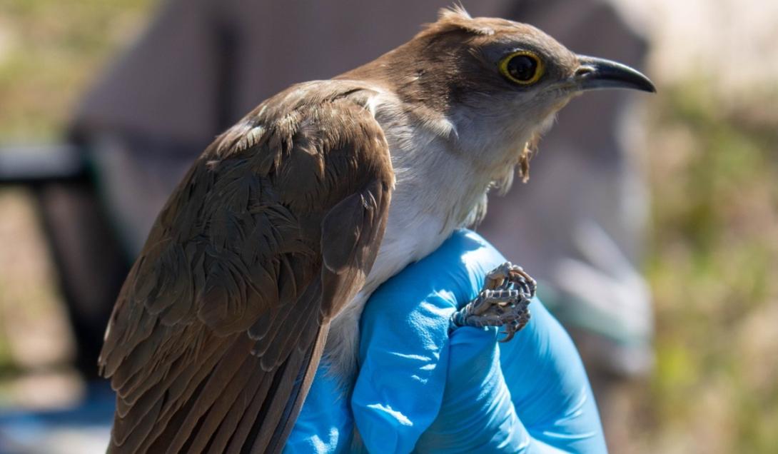 "Como ganhar na loteria": Ave raríssima é encontrada por pesquisador em SC-0