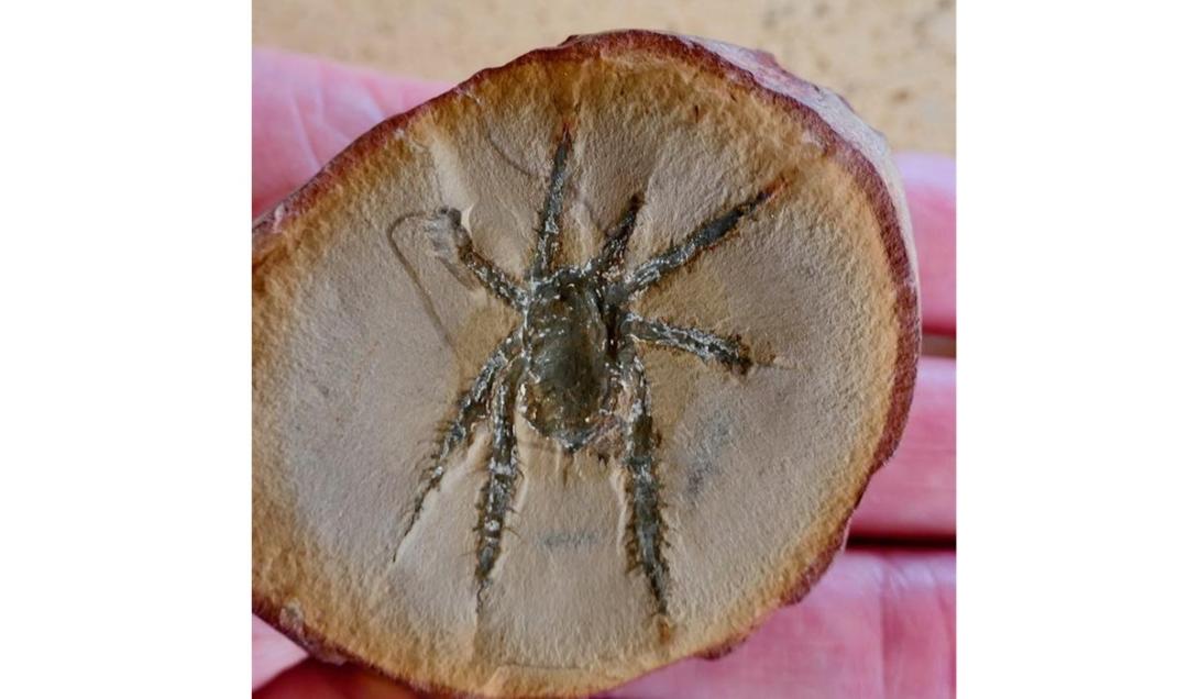 Fóssil de aranha de 300 milhões de anos intriga pesquisadores-0