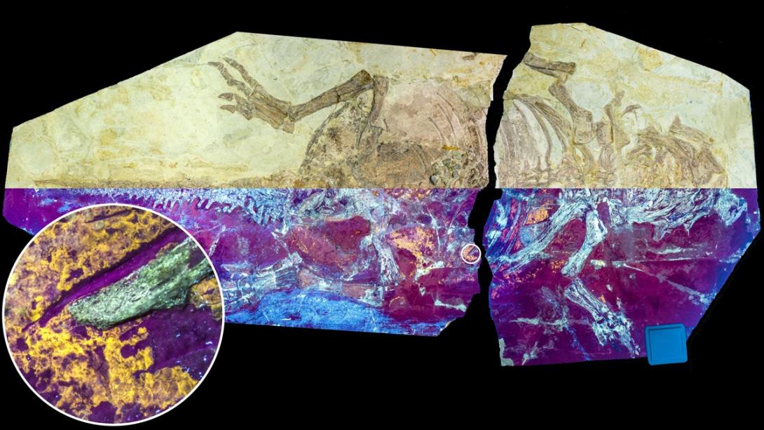 Pele fossilizada revela espécie de dinossauro que apresentava escamas e penas -0