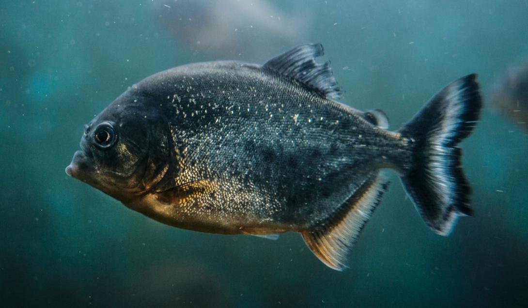 Nova espécie de piranha vegetariana é descoberta na Amazônia-0