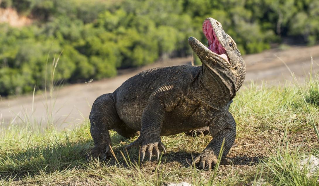 Cientistas descobrem que dentes de dragões-de-komodo são revestidos de ferro-0