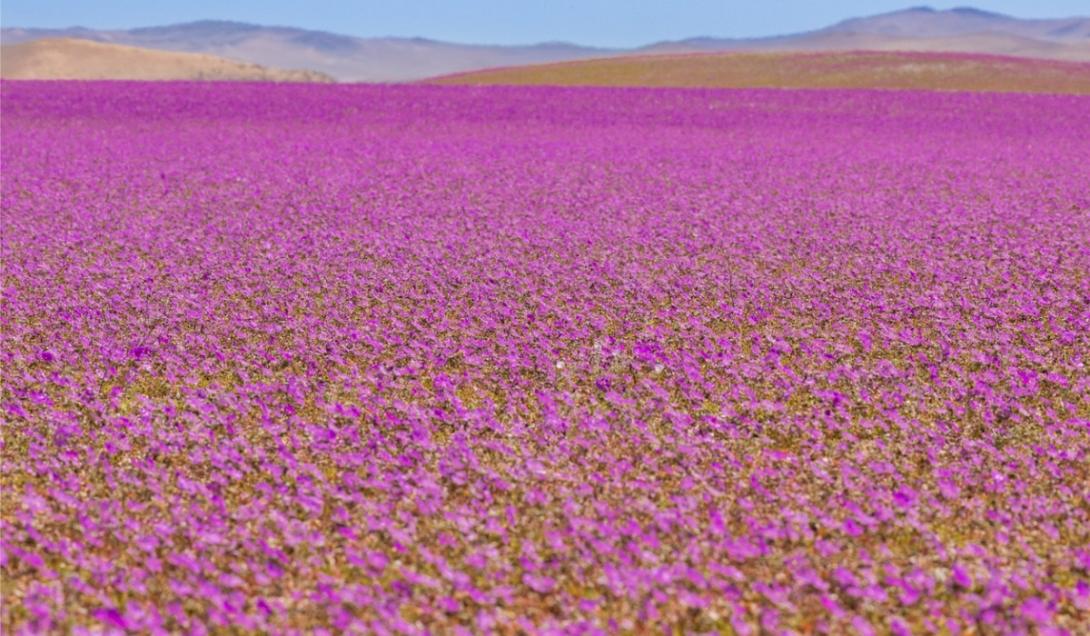 Alerta no clima: o deserto mais árido do mundo se encheu de flores-0