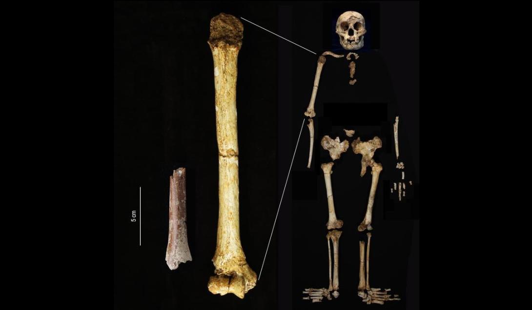 Fósseis humanos minúsculos podem desvendar mistério dos enigmáticos "Hobbits"-0