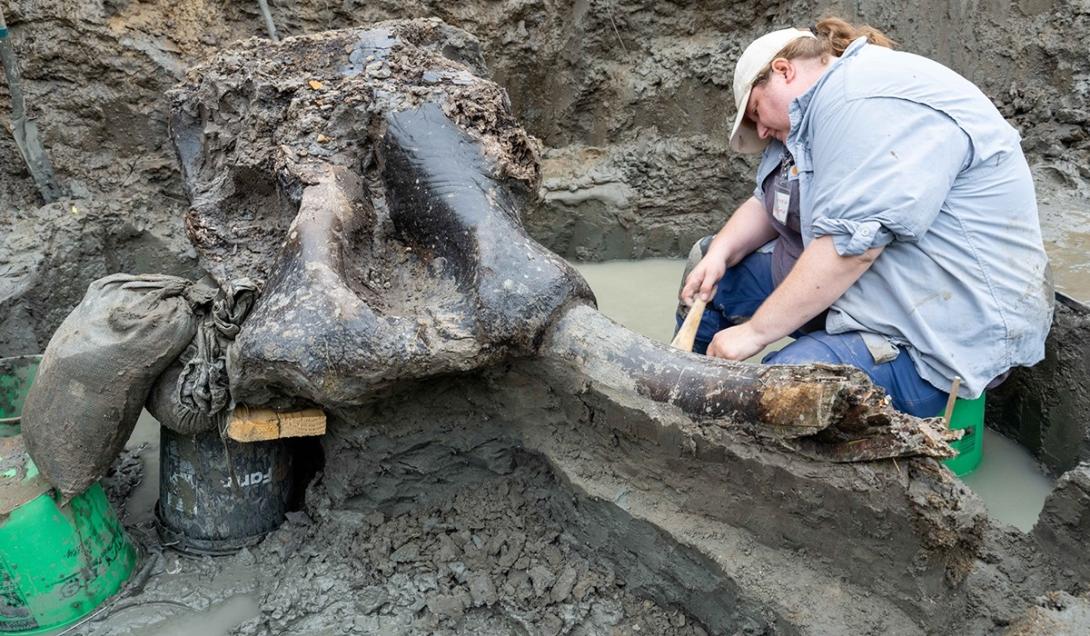 Crânio bem preservado de mastodonte é encontrado nos Estados Unidos-0