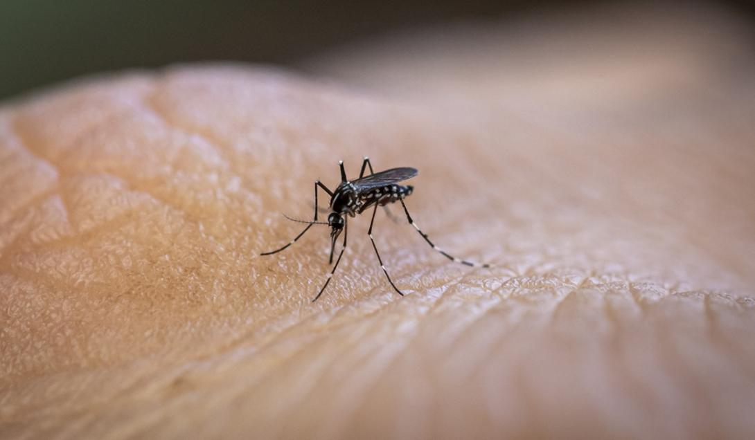 Mosquito da dengue usa radiação infravermelha para localizar vítimas, diz estudo-0