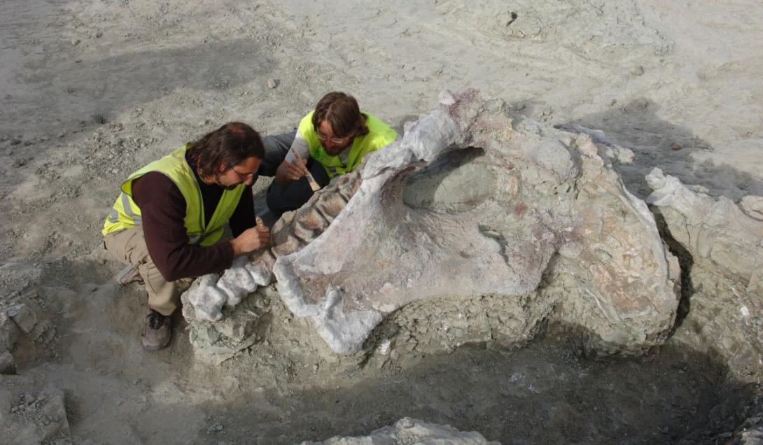 Fóssil de dinossauro de 75 milhões de anos é encontrado durante obras na Espanha-0