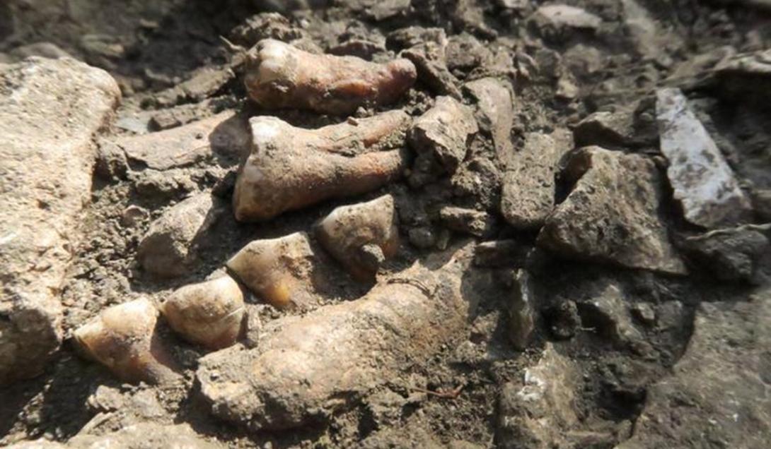 Fóssil de linhagem desconhecida de neandertal é encontrado na França-0