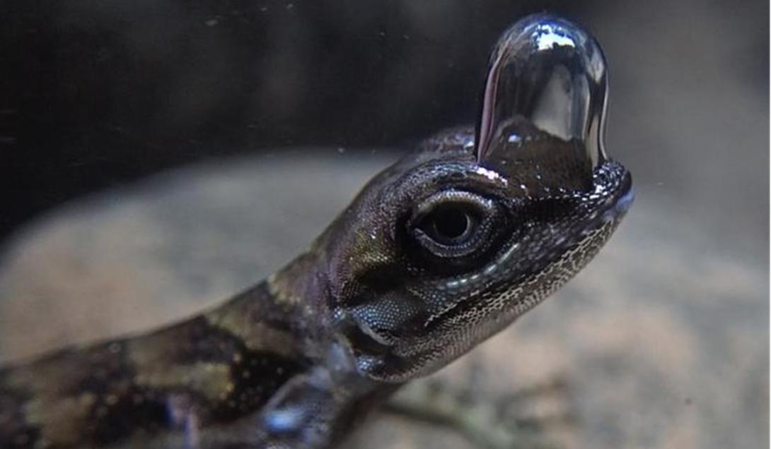 Pesquisadores descobrem lagarto que cria bolha para respirar embaixo d'água-0