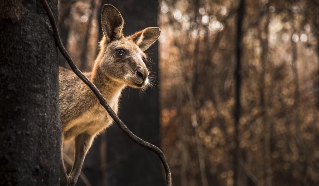 O mistério da fronteira invisível que os animais não atravessam-0