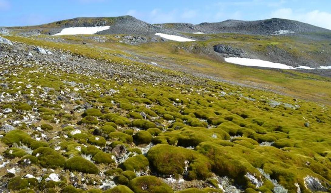 Península Antártica se torna verde devido às mudanças climáticas, diz estudo-0