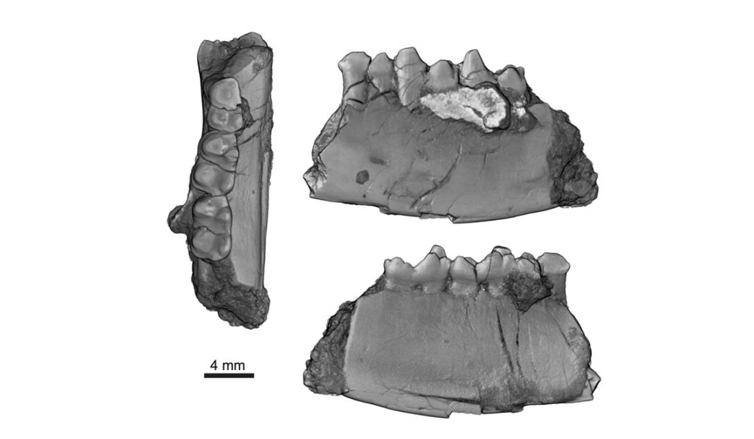 Fóssil de um dos maiores mamíferos da Era dos Dinossauros é achado nos EUA-0