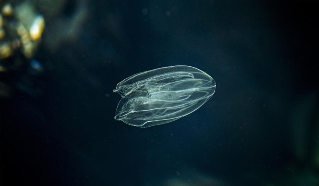 Pesquisadores descobrem que estranho animal marinho tem o poder de rejuvenescer-0