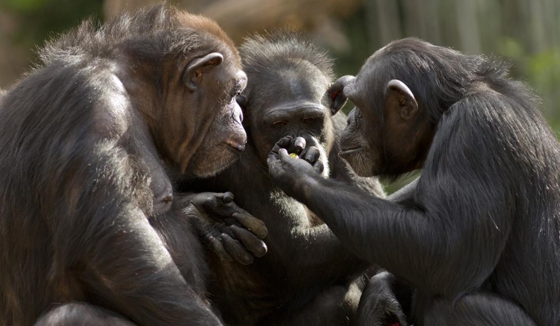 Chimpanzés têm culturas complexas e transmitem conhecimento, diz estudo-0