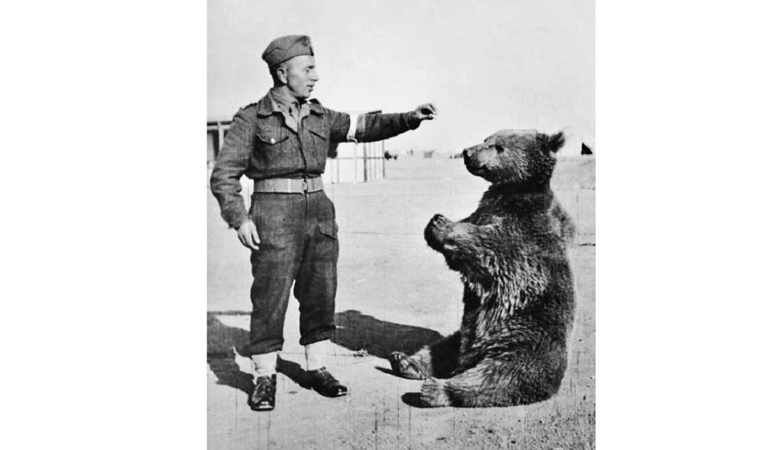 Wojtek: o urso soldado que se tornou herói da Segunda Guerra Mundial-0