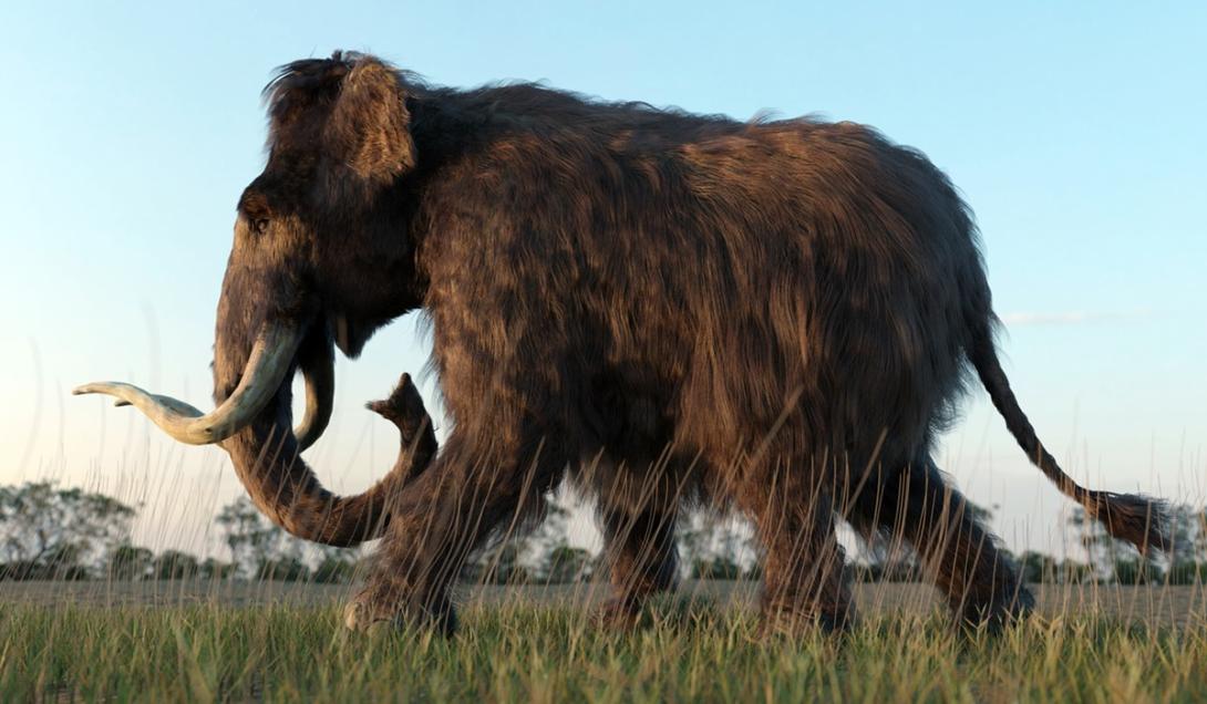 Bebê mamute de 50 mil anos perfeitamente preservado é encontrado na Sibéria -0